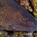 moray_yellowmargin_bhr_tam_h_0080_bal5823.jpg